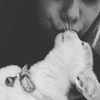 Siyam Kedisi, Kedi  Minnak fotoğrafı