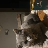 British Shorthair, Kedi  Mia fotoğrafı