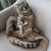 Scottish Fold, Kedi  Bambam fotoğrafı
