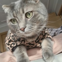 Scottish Fold, Kedi  Bambam fotoğrafı