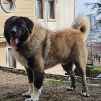 Kars Çoban Köpeği, Köpek  Rıfkı fotoğrafı