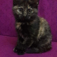 Tekir Kedi, Kedi  Maya fotoğrafı