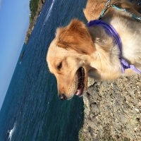 Golden Retriever, Köpek  LİLA fotoğrafı