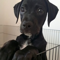 Pointer, Köpek  Dobby fotoğrafı