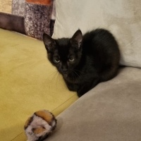 Tekir Kedi, Kedi  SİYAH TEKİR 2,5 AYLIK - 5 KİLO MAMA HEDİYE EDİLCEK fotoğrafı