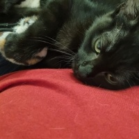 Tekir Kedi, Kedi  SİYAH TEKİR 2,5 AYLIK - 5 KİLO MAMA HEDİYE EDİLCEK fotoğrafı