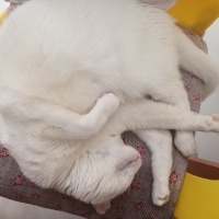 Ankara Kedisi, Kedi  Pamuk fotoğrafı