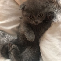 Scottish Fold, Kedi  Fiona fotoğrafı