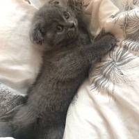 Scottish Fold, Kedi  Fiona fotoğrafı