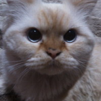 Chinchilla, Kedi  PAMUK fotoğrafı