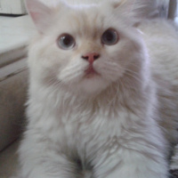 Chinchilla, Kedi  PAMUK fotoğrafı