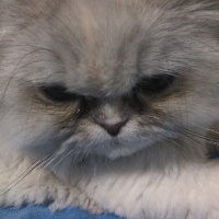 İran Kedisi (Persian), Kedi  GÜMÜŞ fotoğrafı