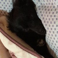 Sokö (Sokak Köpeği), Köpek  rafael fotoğrafı