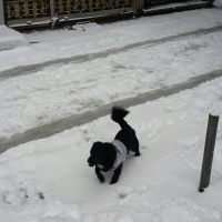 Sokö (Sokak Köpeği), Köpek  rafael fotoğrafı