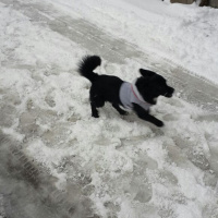 Sokö (Sokak Köpeği), Köpek  rafael fotoğrafı