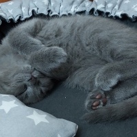 Scottish Fold, Kedi  Hera fotoğrafı