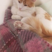 Tekir Kedi, Kedi  Kukuli fotoğrafı