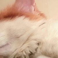 Tekir Kedi, Kedi  Kukuli fotoğrafı