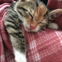 Tekir Kedi, Kedi  Tarçın fotoğrafı