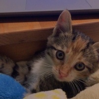 Tekir Kedi, Kedi  Tarçın fotoğrafı