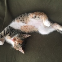 Tekir Kedi, Kedi  Tarçın fotoğrafı