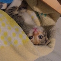Tekir Kedi, Kedi  Tarçın fotoğrafı