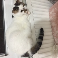 Tekir Kedi, Kedi  Şanslı fotoğrafı
