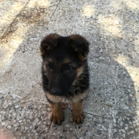 Alman Çoban Köpeği, Köpek  Lucy fotoğrafı