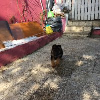Alman Çoban Köpeği, Köpek  Lucy fotoğrafı