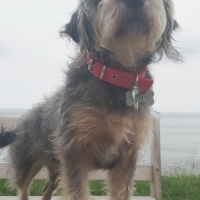 Sokö (Sokak Köpeği), Köpek  YUMAK fotoğrafı