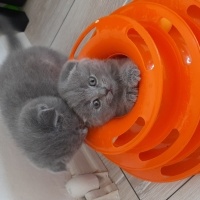 Scottish Fold, Kedi  Gri scotish Fold fotoğrafı