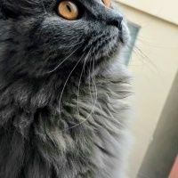 Scottish Fold, Kedi  Gri scotish Fold fotoğrafı