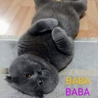 Scottish Fold, Kedi  Gri scotish Fold fotoğrafı