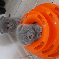 Scottish Fold, Kedi  Gri scotish Fold fotoğrafı