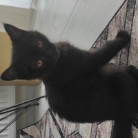Scottish Fold, Kedi  Bihter fotoğrafı