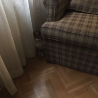 Norwegian Forest, Kedi  Camille fotoğrafı