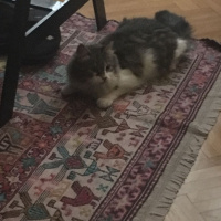 Norwegian Forest, Kedi  Camille fotoğrafı