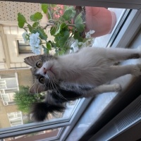 Tekir Kedi, Kedi  Prenses fotoğrafı