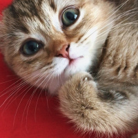 Scottish Fold, Kedi  Mia fotoğrafı