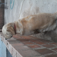 Golden Retriever, Köpek  Mex fotoğrafı