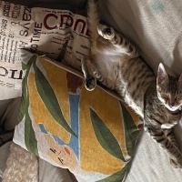 Tekir Kedi, Kedi  Sütlaç fotoğrafı