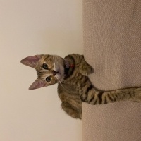 Tekir Kedi, Kedi  Sütlaç fotoğrafı