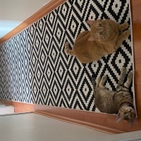 Tekir Kedi, Kedi  Sütlaç fotoğrafı