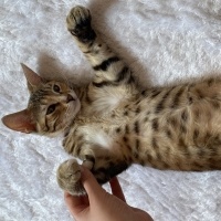 Tekir Kedi, Kedi  Sütlaç fotoğrafı