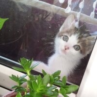 Tekir Kedi, Kedi  Molly fotoğrafı