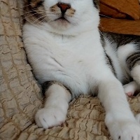 Tekir Kedi, Kedi  Boncuk fotoğrafı