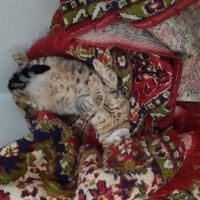 Tekir Kedi, Kedi  Tekir fotoğrafı