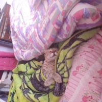 Tekir Kedi, Kedi  Tekir fotoğrafı