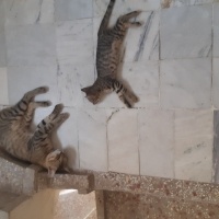 Tekir Kedi, Kedi  Tekir fotoğrafı