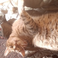 Tekir Kedi, Kedi  Tekir fotoğrafı